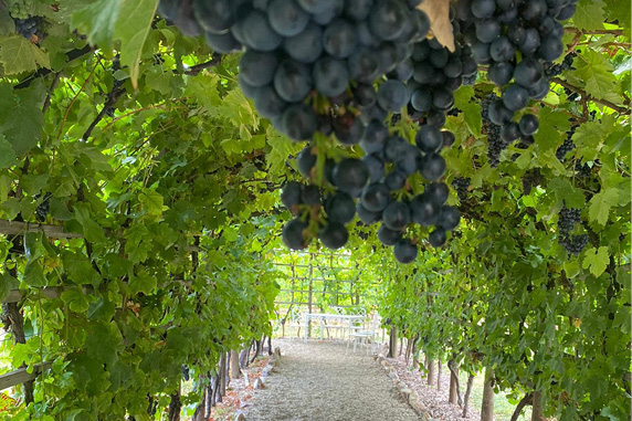 Weinreise an Rhein und Nahe